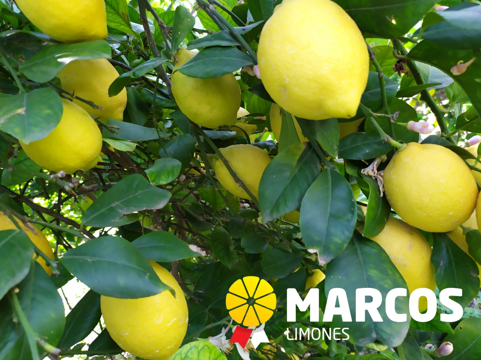 improtacion y exportacion de citricos limones